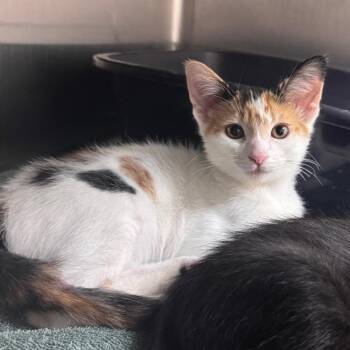 Hiss 29772 -  Domestic Short Hair Cat for Adoption in Middleburg, Florida - Hiss 29772 | PetCurious