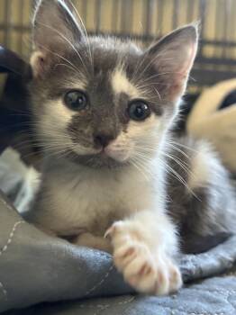 Jimmy Dean -  Domestic Short Hair Cat for Adoption in Shawnee, Oklahoma - Jimmy Dean | PetCurious
