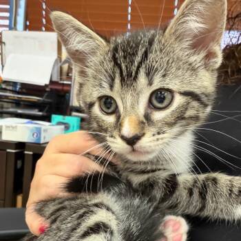 Teddy -  Domestic Short Hair Cat for Adoption in Birmingham, Alabama - Teddy | PetCurious