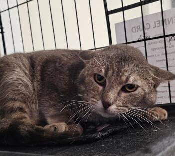 Domestic Short Hair Cats Available for Adoption in Du Quoin, Illinois - COSMO | PetCurious