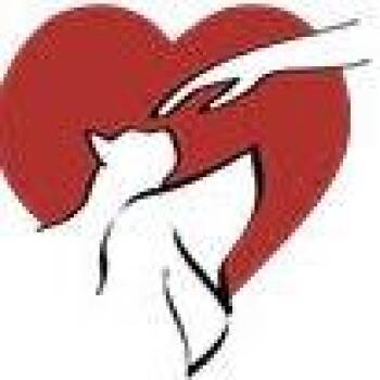 Domestic Medium Hair Cats Available for Adoption - Mochi | PetCurious