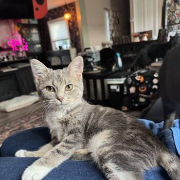 Sally -  Domestic Short Hair Cat for Adoption in Mokena, Illinois - Sally | PetCurious