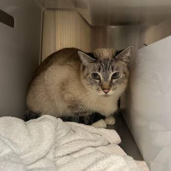 Tsing -  Siamese and Mixed Breed Cat for Adoption in Goleta, California - Tsing | PetCurious