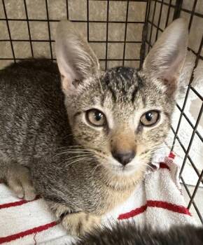 Owen -  Domestic Short Hair Cat for Adoption in Honolulu, Hawaii - Owen | PetCurious