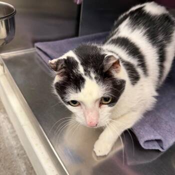 Domestic Short Hair Cats Available for Adoption - Moo Moo (2.0) | PetCurious