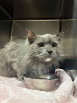 Slate -  Domestic Medium Hair Cat for Adoption in Lima, Ohio - Slate | PetCurious