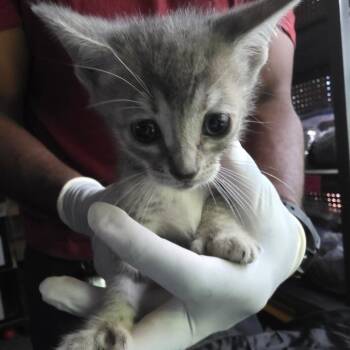 Thumbelina -  Extra Toes Cat Hemingway Polydactyl and Domestic Short Hair Cat for Adoption in Elfin Forest, California - Thumbelina | PetCurious