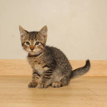 Bolt C71401 -  Domestic Short Hair Cat for Adoption in Minnetonka, Minnesota - Bolt C71401 | PetCurious