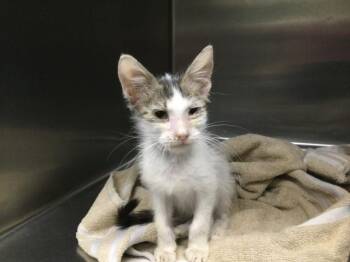 Rescue Domestic Short Hair Cats for Adoption in Thousand Palms, California - TEENEY | PetCurious