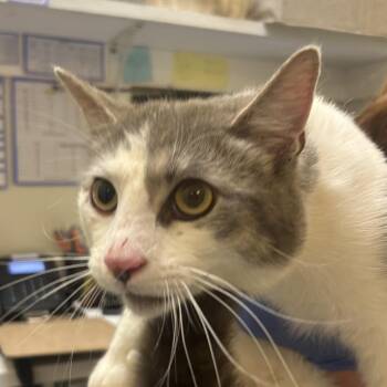 Domestic Short Hair Cats Available for Adoption in Charlottesville, Virginia - Popcorn Shrimp | PetCurious