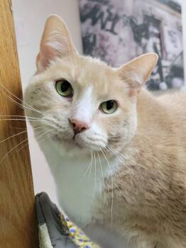 Domestic Short Hair Cats Available for Adoption in Portage, Wisconsin - Norm | PetCurious