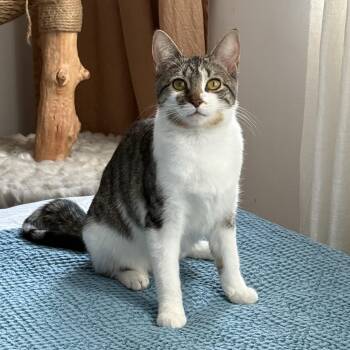 Domestic Short Hair Cats Available for Adoption - Tulle | PetCurious