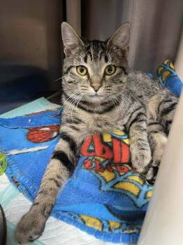 Rescue Domestic Short Hair Cats for Adoption in Calhoun, Kentucky - Tansy | PetCurious