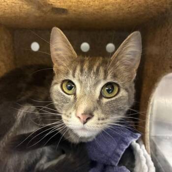 Domestic Short Hair Cats Available for Adoption in Troutdale, Oregon - Honda (mcas) | PetCurious