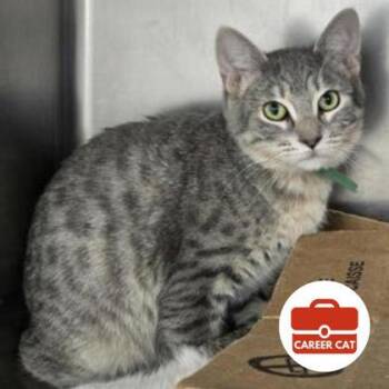 Chris -  Domestic Short Hair Cat for Adoption in Roseville, California - Chris | PetCurious