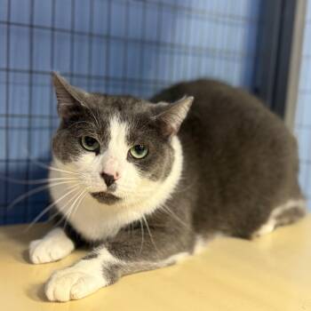 Rescue Domestic Short Hair Cats for Adoption in Tipton, Iowa - Silvia | PetCurious