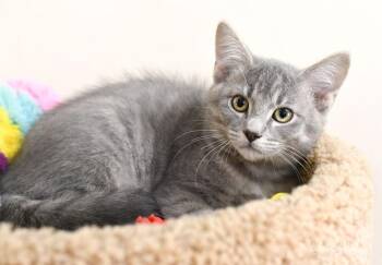 Necko -  Domestic Short Hair Cat for Adoption in Monroe, Georgia - Necko | PetCurious