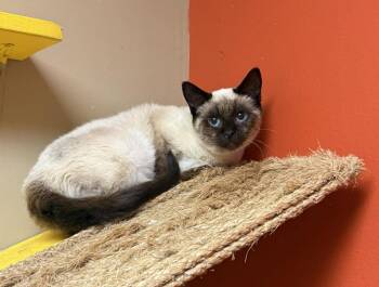 Siamese and Domestic Short Hair Cats Available for Adoption - Fudrucker | PetCurious