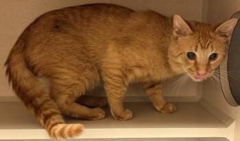 Hugo -  Domestic Short Hair Cat for Adoption in Bowling Green, Kentucky - Hugo | PetCurious