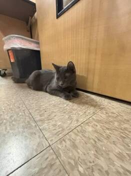Domestic Short Hair Cats Available for Adoption - Blu | PetCurious