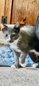 Rescue Domestic Short Hair Cats for Adoption in Mokena, Illinois - Meowser | PetCurious