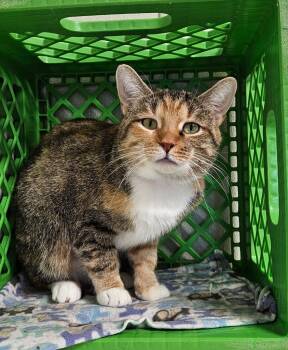 Hazel -  Domestic Short Hair Cat for Adoption in Fremont, Ohio - Hazel | PetCurious