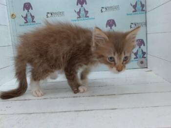 PONYBOY -  Domestic Long Hair Cat for Adoption in Orlando, Florida - PONYBOY | PetCurious