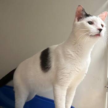 Domestic Short Hair Cats Available for Adoption in East Hanover, New Jersey - Snowflake | PetCurious