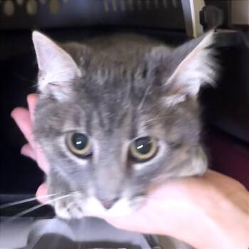 Slim Jim -  Domestic Short Hair Cat for Adoption in Saint Charles, Missouri - Slim Jim | PetCurious