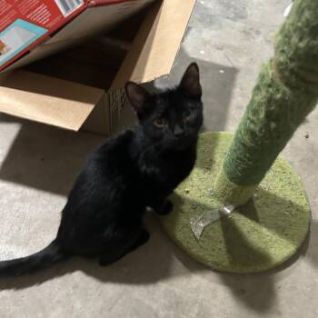 Elaine -  Domestic Short Hair Cat for Adoption in Midland, Texas - Elaine | PetCurious