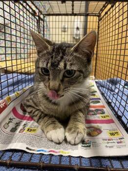 Domestic Short Hair Cats Available for Adoption - A608590 | PetCurious