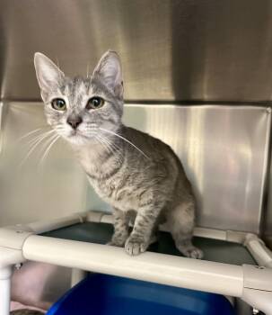 Flutter -  Domestic Short Hair Cat for Adoption in Parsippany-troy Hills, New Jersey - Flutter | PetCurious