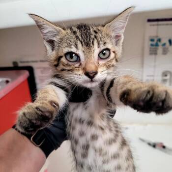 Starfire (pink) -  Domestic Short Hair Cat for Adoption in Belfair, Washington - Starfire (pink) | PetCurious
