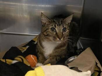 Scribbles -  Domestic Short Hair Cat for Adoption in Portland, Oregon - Scribbles | PetCurious