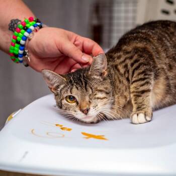Sportage -  Domestic Short Hair Cat for Adoption in Hattiesburg, Mississippi - Sportage | PetCurious