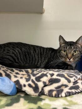Pluto (Swadley) -  Domestic Short Hair Cat for Adoption in Johnson City, Tennessee - Pluto (Swadley) | PetCurious
