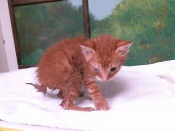 LUIS -  Domestic Short Hair Cat for Adoption in Houston, Texas - LUIS | PetCurious