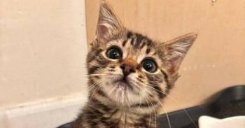 Kiwi -  Domestic Short Hair Cat for Adoption in Milton, Delaware - Kiwi | PetCurious