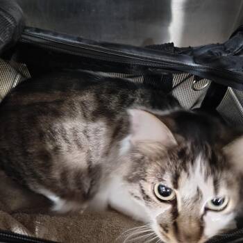 Domestic Long Hair Cats Available for Adoption - Fifi | PetCurious