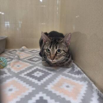 Domestic Short Hair Cats Available for Adoption - Inchworm | PetCurious