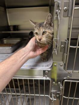 Rescue Tabby Cats for Adoption in Nacogdoches, Texas - Kayra | PetCurious