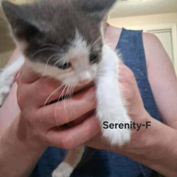 Serenity C11512 -  Domestic Short Hair Cat for Adoption - Serenity C11512 | PetCurious