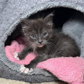 Baja Blast -  Domestic Short Hair Cat for Adoption in Palm Springs, California - Baja Blast | PetCurious