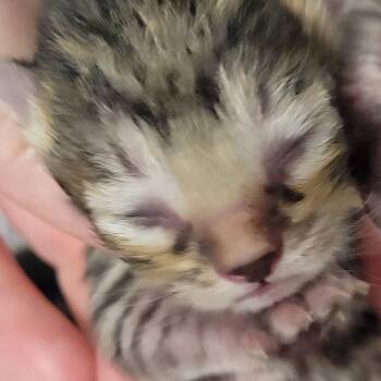 Peter -  Domestic Short Hair Cat for Adoption in Milan, Illinois - Peter | PetCurious