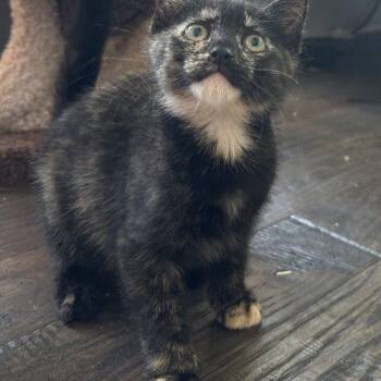 Maddie -  Domestic Short Hair Cat for Adoption in Tipp City, Ohio - Maddie | PetCurious