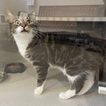 Domestic Short Hair Cats Available for Adoption in Rexburg, Idaho - Queenie | PetCurious