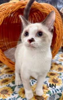 Ian kitten -  Snowshoe and Siamese Cat for Adoption in Jackson, Georgia - Ian Kitten | PetCurious