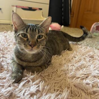 Pumpkin Spice -  Domestic Short Hair Cat for Adoption in Columbia, Missouri - Pumpkin Spice | PetCurious