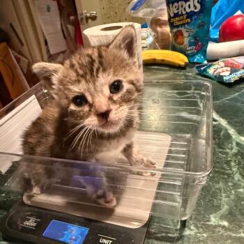 Vera Bradley (suitcase JD Kitten 4) -  Domestic Short Hair Cat for Adoption in Westport, Connecticut - Vera Bradley (suitcase JD Kitten 4) | PetCurious