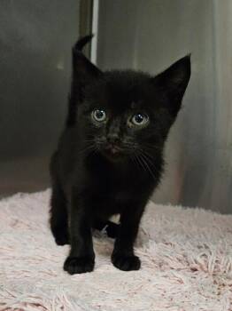 Aqua Man -  Domestic Short Hair Cat for Adoption in Disputanta, Virginia - Aqua Man | PetCurious